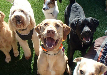 group-of-dogs-smiling